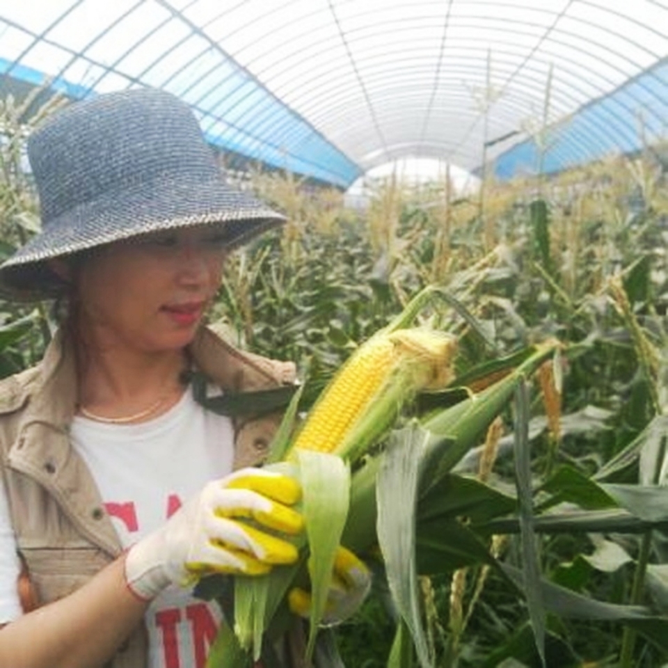 제주도 초당옥수수 생산 농가