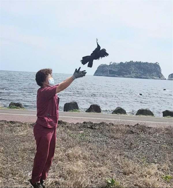 천연기념물 제215호로 지정된 흑비둘기가 치료를 마치고 지난 21일 자연의 품으로 돌아갔다.