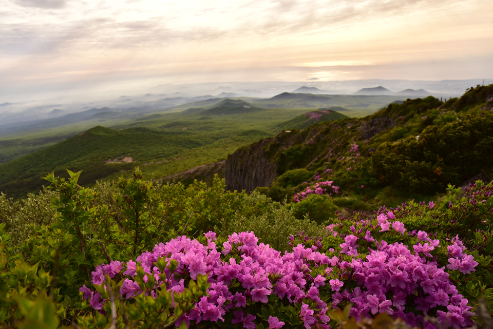 한라산 산철쭉(사진제공=제주특별자치도 세계유산본부 한라산국립공원관리소)