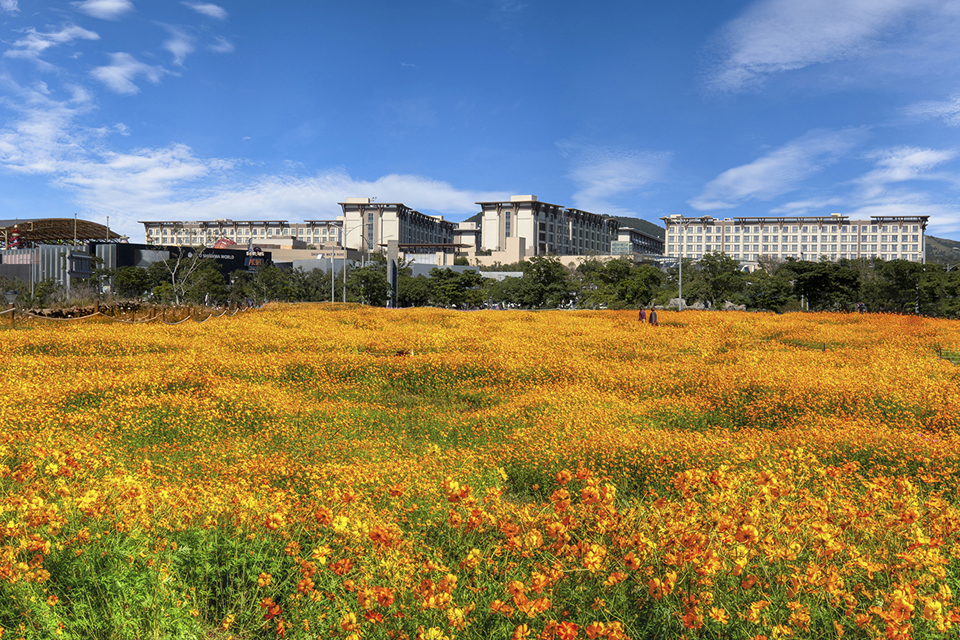 신화가든 코스모스