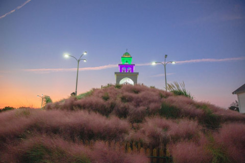 야간에 본 제주허브동산 핑크뮬리