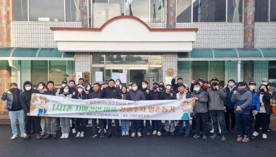 감귤따기 봉사