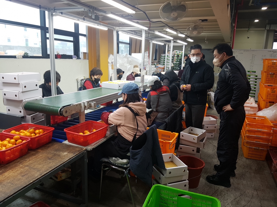 설 명절 특수_쉴 새없이 돌아가는 감귤유통센터_보도자료