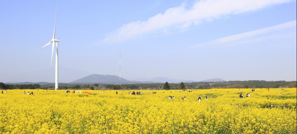 사진= 서귀포시 제공