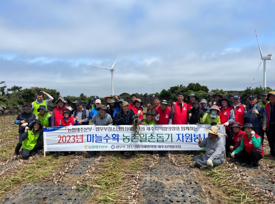 농협제주본부, 도내 기관·단체와 합동 일손돕기 실시_보도자료사진