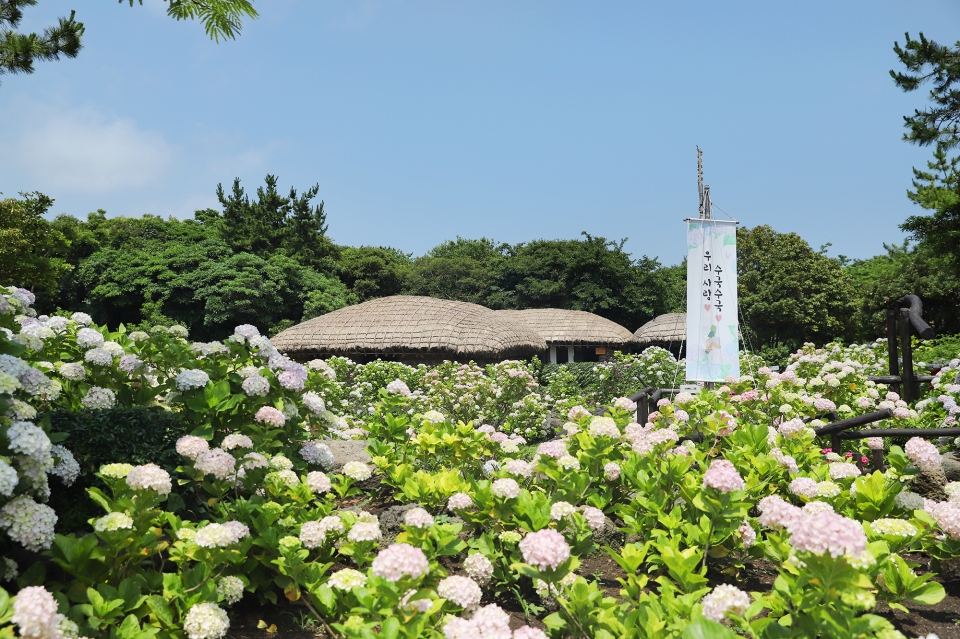 제주민속촌 수국축제