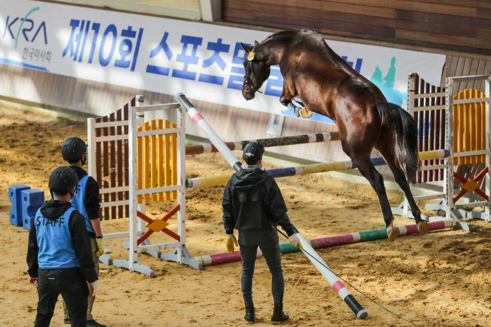 2022년 제주 어린말 승마대회 및 품평회(자료사진)