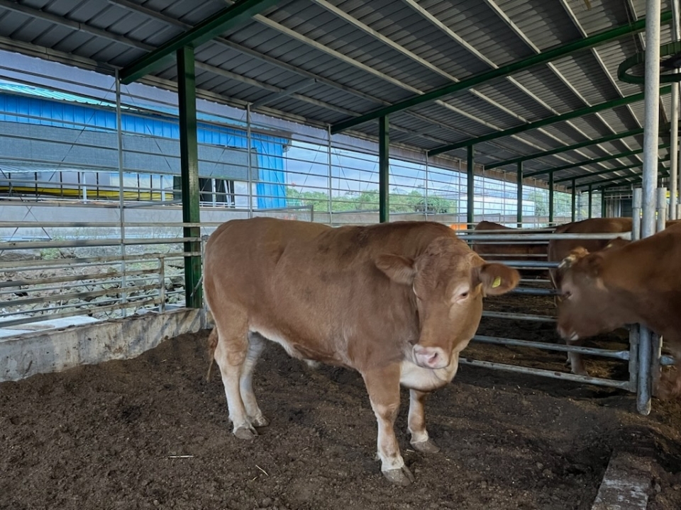 제주에서 ‘무게 1,206kg’슈퍼한우 탄생