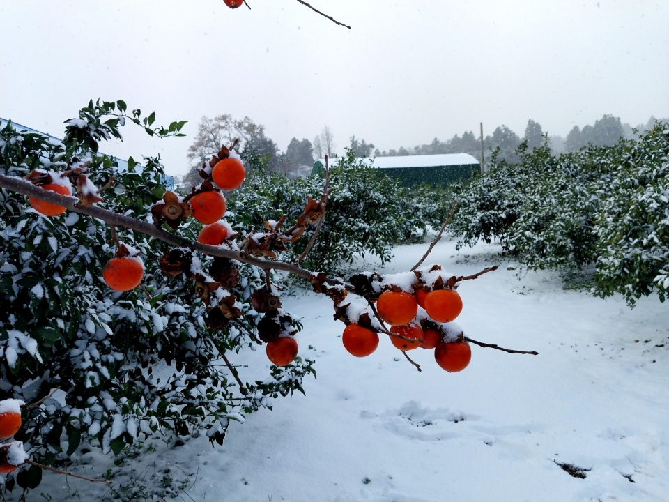 제주기상청은 “특히 제주도 산지와 중산간에 대설특보가 발효 중인 가운데, 제주도에는 모레(23일)까지 눈이 내리겠다"며 "서귀포에도 오랫만에 눈이 쌓였다"고 밝혔다.(사진제공=오창훈 서귀포시민)