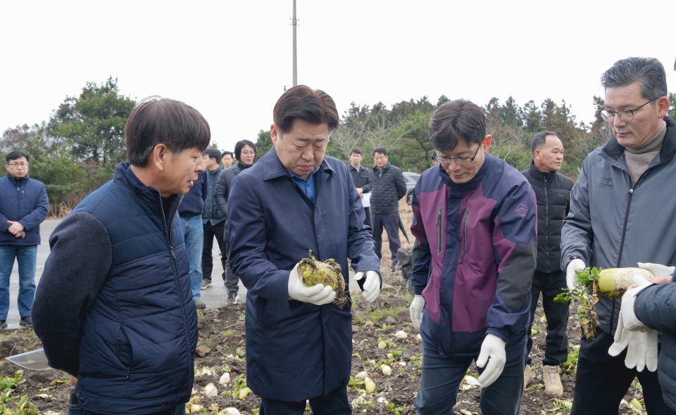 오영훈 제주특별자치도지사는 21일 낮 12시 서귀포시 성산읍 월동무 자율감축 현장을 찾아 올해산 월동무 수급 상황을 살피고, 월동무 수급 안정화에 힘쓰는 농가들을 격려했다.