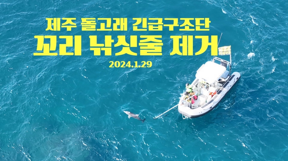 2024년 1월 29일 제주돌고래 긴급구조단이 종달이 꼬리에 걸린 낚싯줄 제거에 성공했다. 사진 = 제주돌고래 긴급구조단