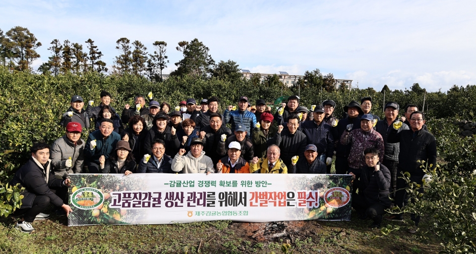 제주감귤농협 애월지점, 고품질감귤 생산을 위한 감귤원 간벌발대식 개최