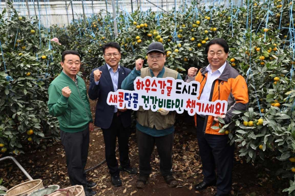 제주감귤농협, 2024년산 하우스감귤 첫 수확 및 출하 시작
