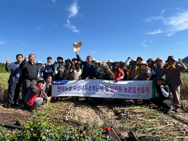제주안덕농협, 내부조직단체 및 임직원 마늘수확 일손 돕기 참여