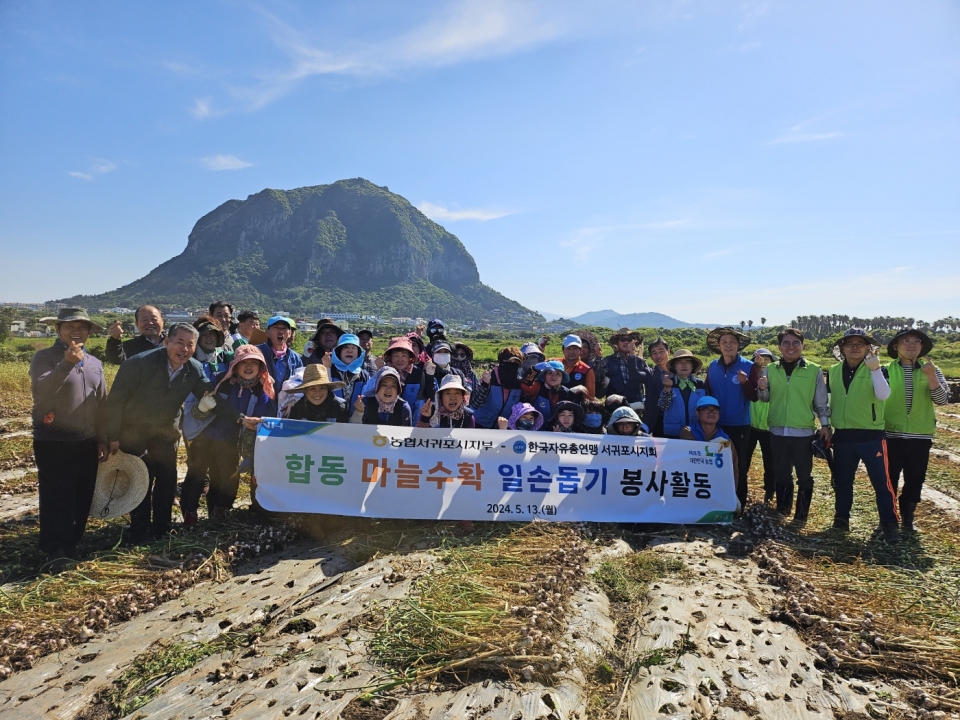 농협서귀포시지부-한국자유총연맹서귀포시지회, 합동 마늘수확 일손돕기 실시