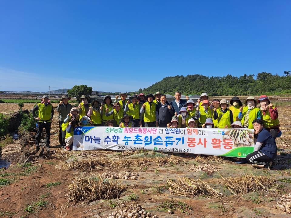 중문농협 희망드림봉사단 마늘수확 일손돕기 실시