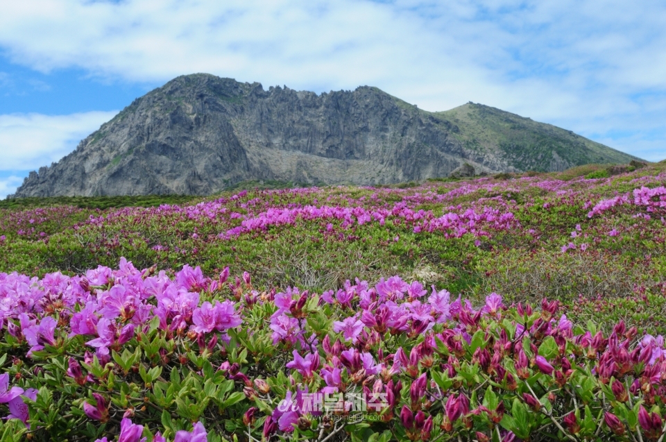 산철쭉
