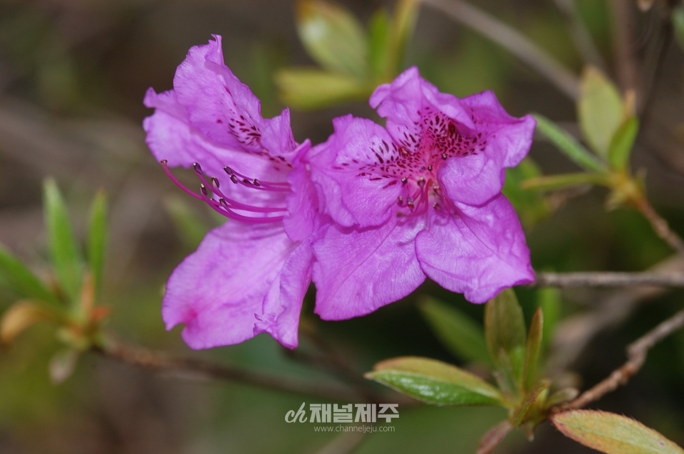 산철쭉