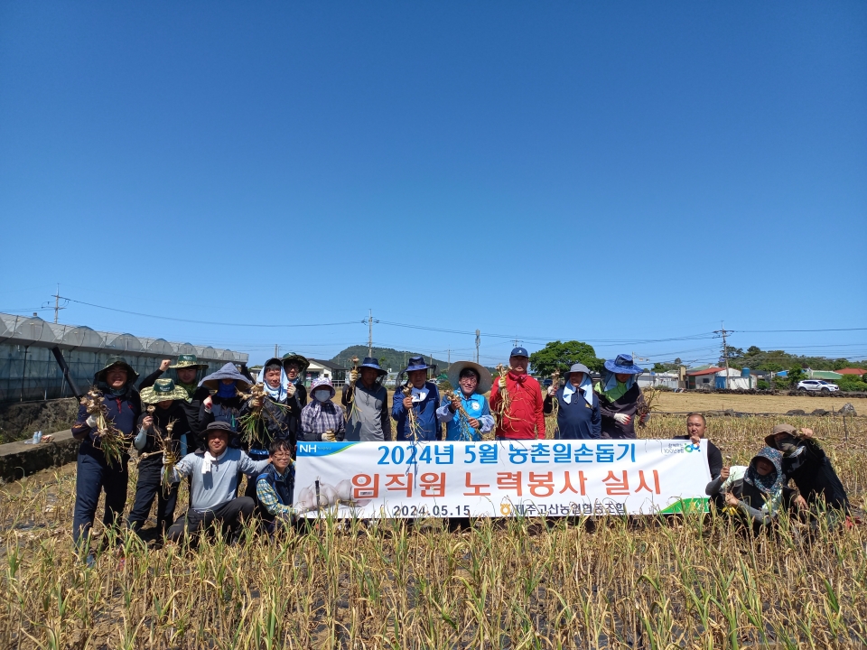 제주고산농협 임⦁직원, 농번기철 마늘수확 일손돕기 봉사 실시