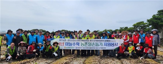 농협 재경탐라협우회, 김녕에서 마늘대 절단 일손돕기 실시