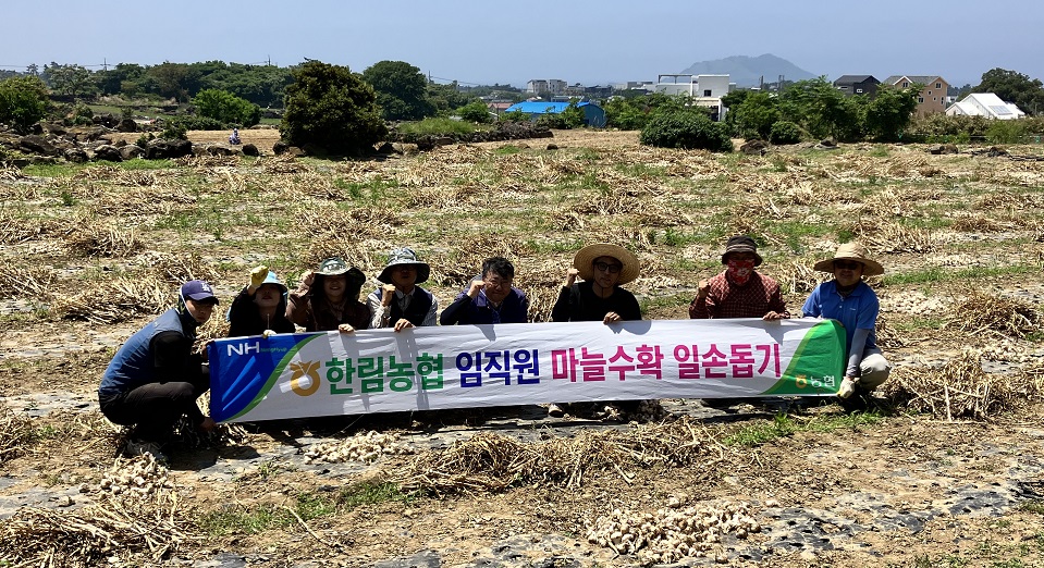 한림농협, 마늘 수확 일손 돕기 실시