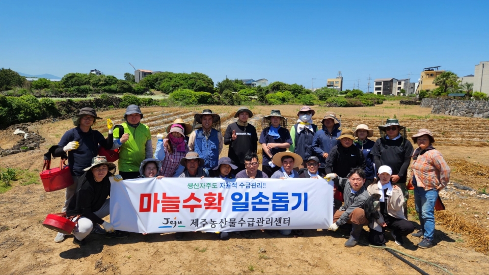 제주농산물수급관리센터, 조천리 마늘농가 일손돕기 활동