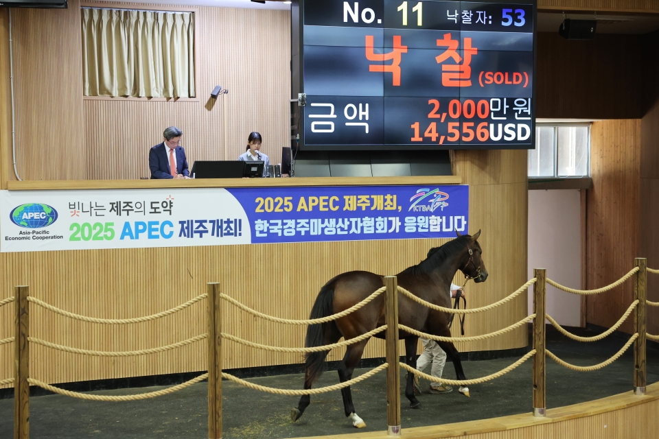 한국마사회, 올해 두 번째 경주마 경매 ‘최고가 6,400만원’ 기록