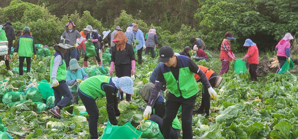 성산일출봉농협, 고향주부모임과 함께하는 배추 수확행사