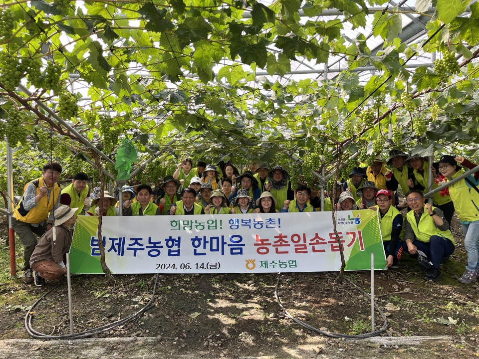 범제주농협, 애월읍 관내에서 한마음 농촌일손돕기
