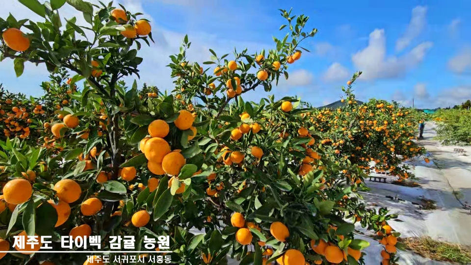 제주도 서귀포 타이벡 감귤