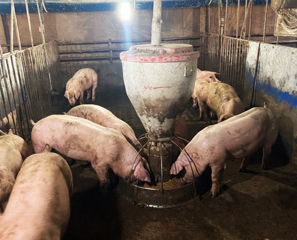 ▲ 친환경 감귤박 사료 '에코만다'를 섭취하는 돼지 ⓒ채널제주