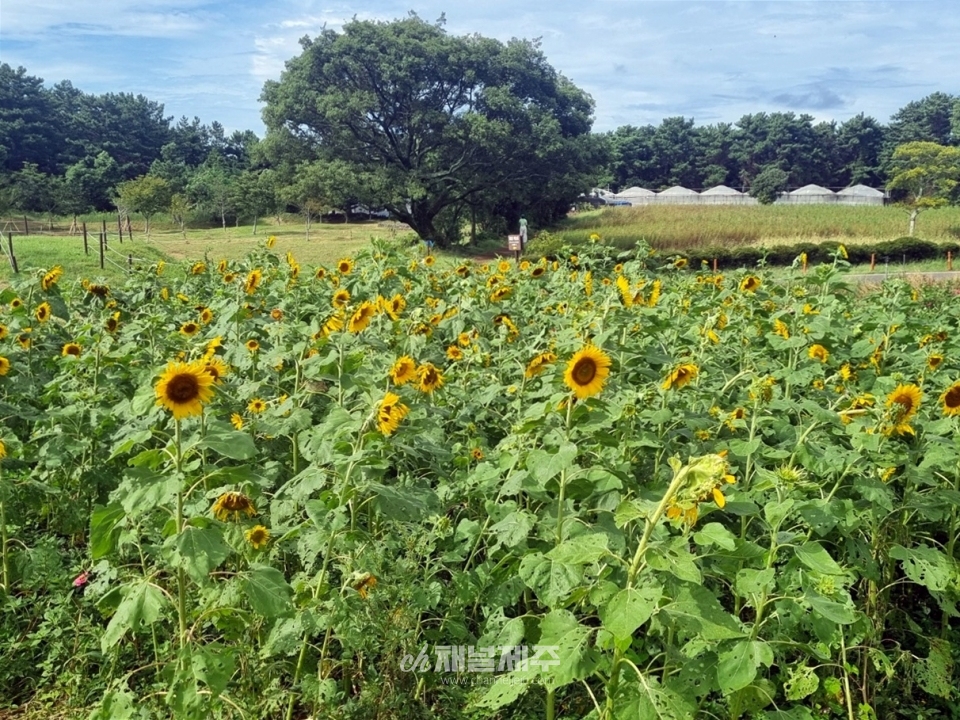 해바라기와 백일홍