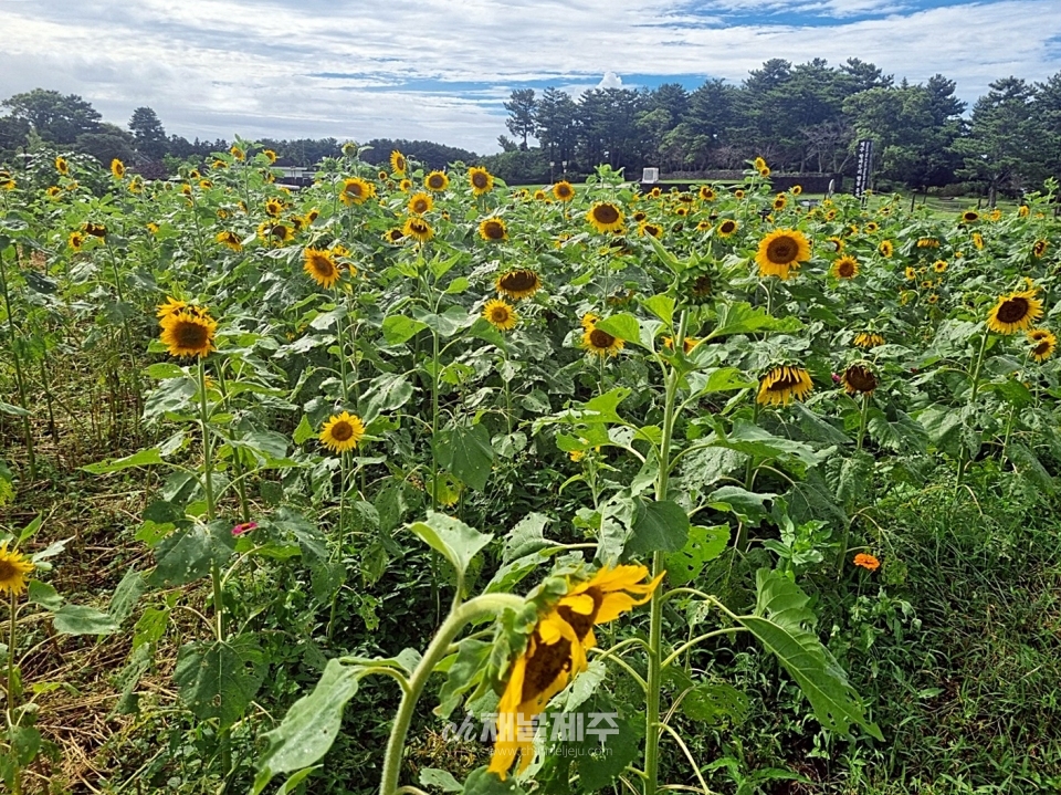 해바라기와 백일홍