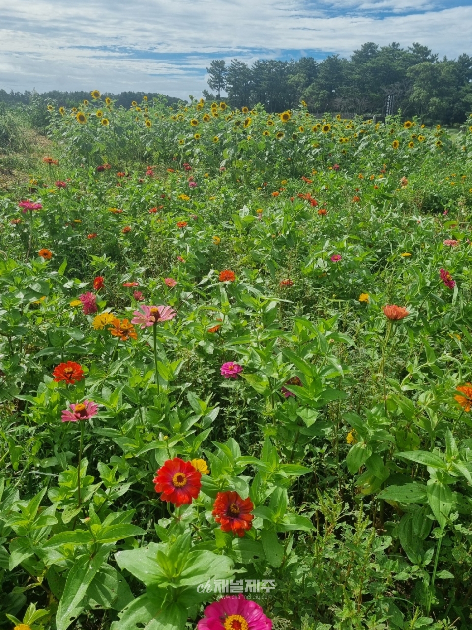 해바라기와 백일홍