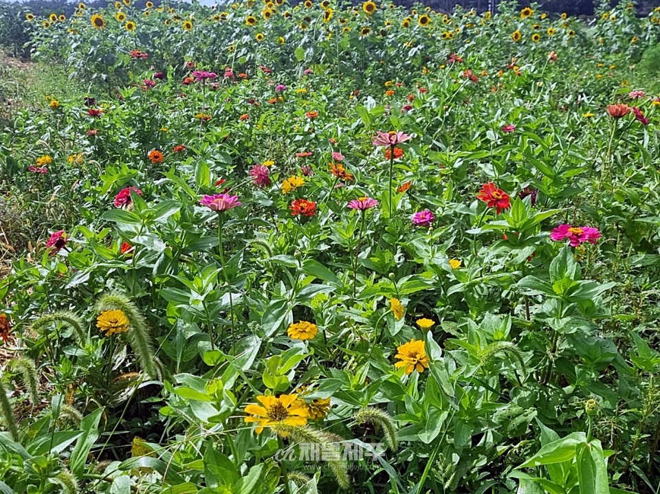 해바라기와 백일홍