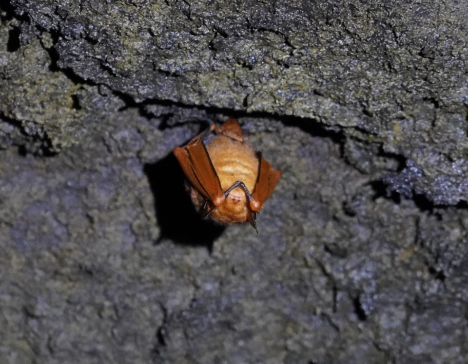 일명 '황금박쥐'로 불리는 붉은박쥐(Myotis rufoniger)