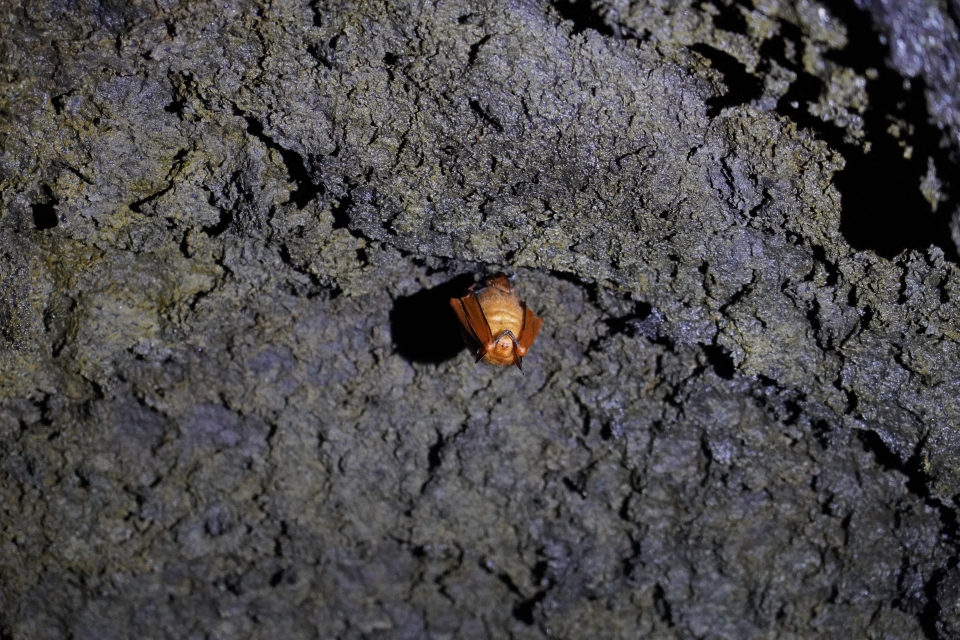 '붉은박쥐(Myotis rufoniger)'