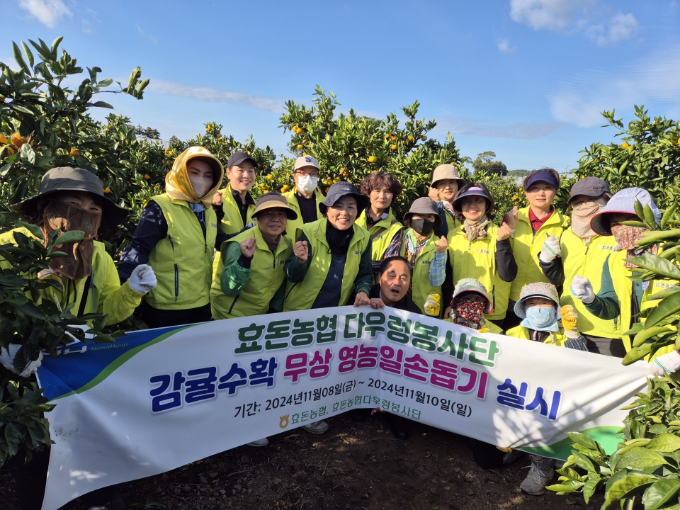 효돈농협 다우렁봉사단, 감귤수확 일손돕기 구슬땀
