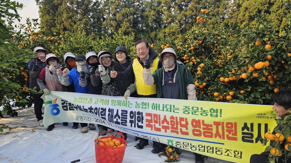 중문농협 국민수확단, 감귤 수확 영농지원