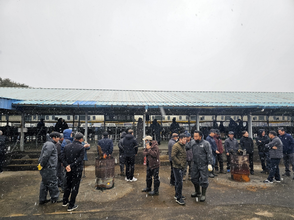 서귀포시축협, 2025년 첫번째 가축시장 개장, 추운 날씨 불구 성황리 마감