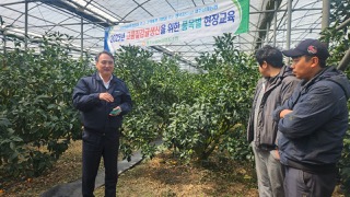 제주남원농협, 천혜향 재배기술 교육 실시