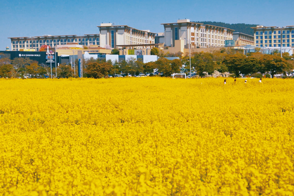 (제주신화월드) '신화가든' 유채꽃