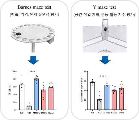 제주대학교 학내 벤처 ㈜미래셀바이오 ‘혈관성 치매’ 줄기세포로 치료 효과 입증