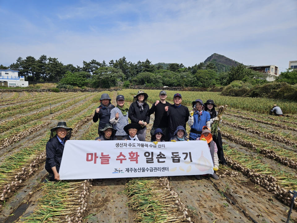 제주농산물수급관리센터, 안덕면 마늘농가 수확 일손 돕기 나서