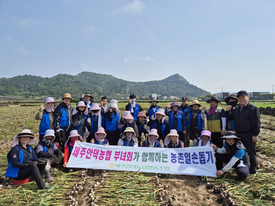 제주안덕농협 부녀회, 마늘수확 일손돕기