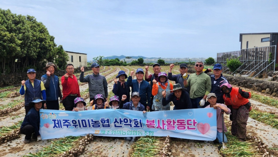 제주위미농협 산악회, 마늘 수확 일손돕기 실시