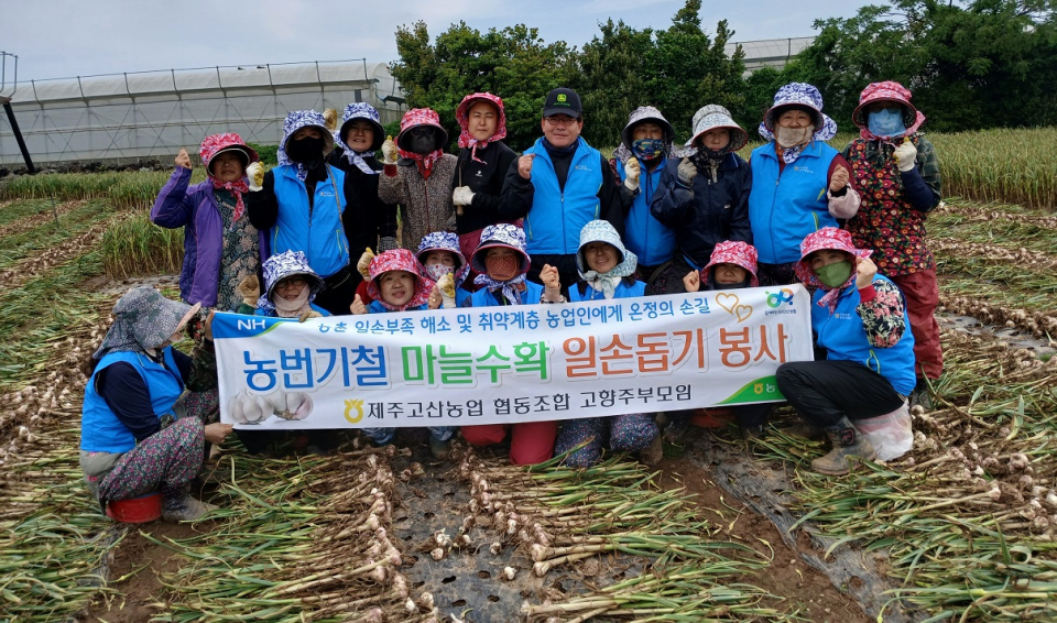 제주고산농협 고향주부모임, 농번기 마늘수확 일손돕기 봉사 실시