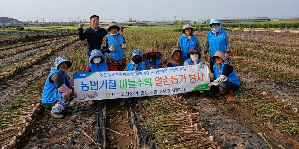 제주고산농협임 농촌사랑 푸레향봉사단, 농번기 마늘수확 일손돕기 봉사 실시