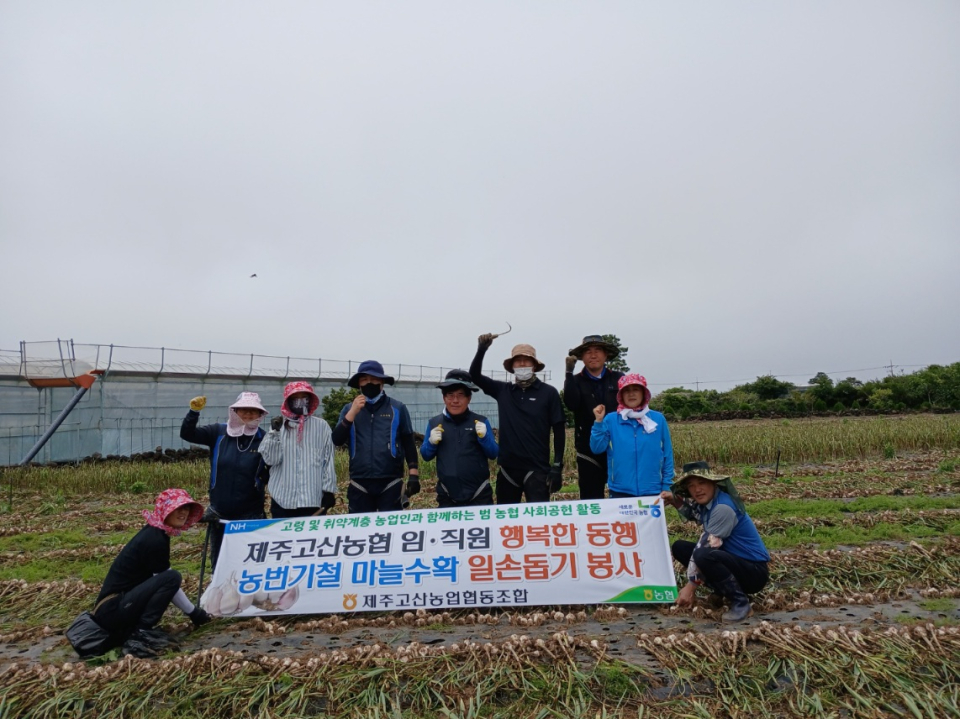 제주고산농협 여성조직·임직원 마늘농가 일손돕기