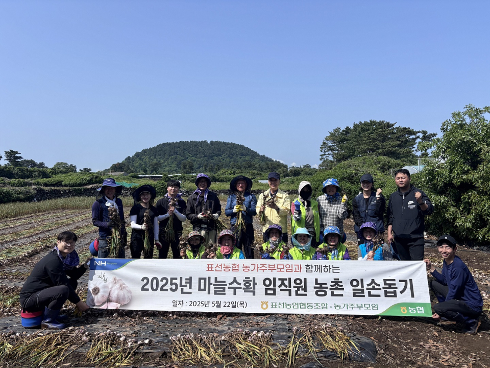 표선농협, 농가주부모임과 함께하는 마늘수확 일손돕기 실시